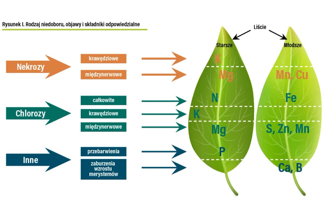 Objawy niedoboru składników pokarmowych u ogórka i jak je rozpoznać