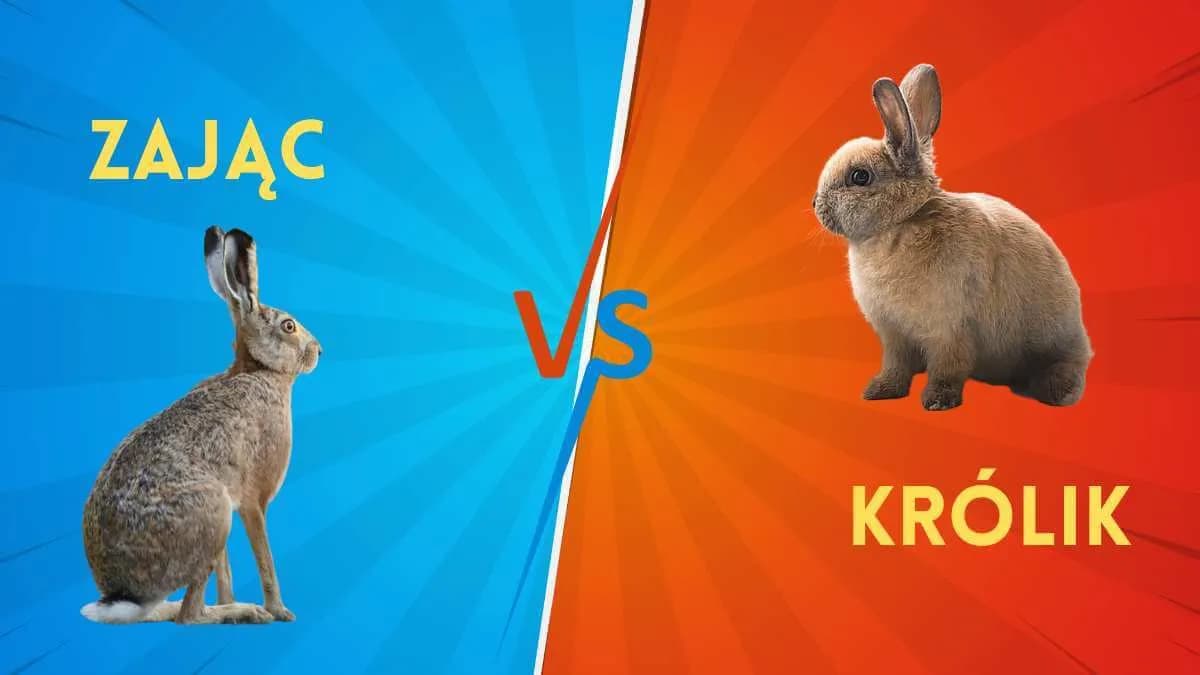 Czy sierść królika uczula? Poznaj prawdę o alergenach w futrze