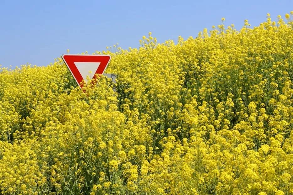Czy rzepak uczula? Objawy alergii, które mogą cię zaskoczyć
