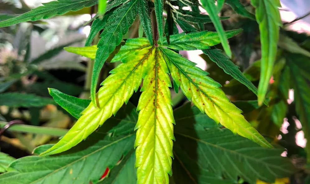 Objawy niedoboru manganu: jak rozpoznać niebezpieczne symptomy