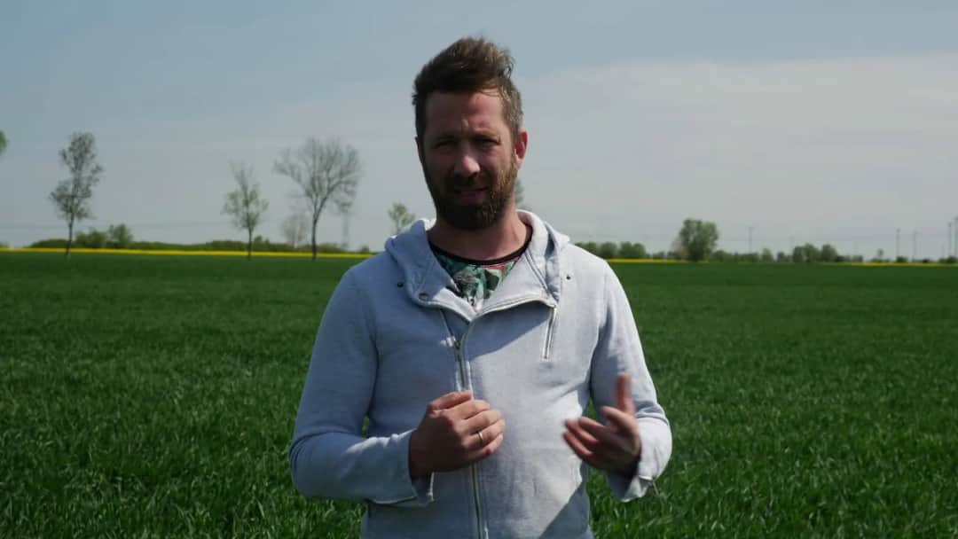 Objawy niedoboru składników pokarmowych u zbóż – jak je rozpoznać?