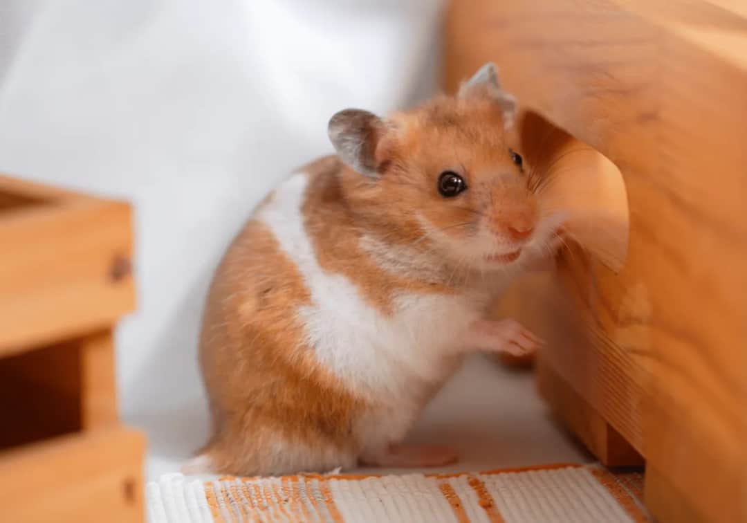 Czy chomik uczula dzieci? Objawy i jak ich unikać w domu