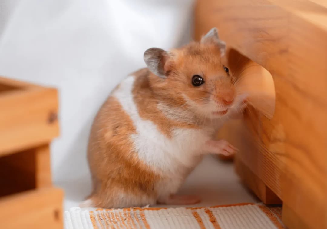 Czy chomik uczula dzieci? Objawy i jak ich unikać w domu