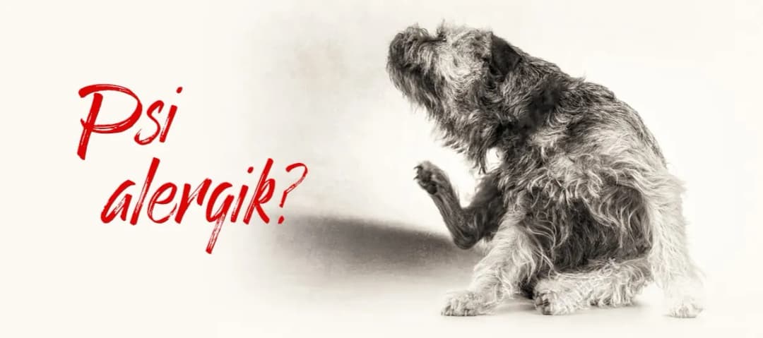 Czy kaczka uczula psy? Objawy alergii, które musisz znać