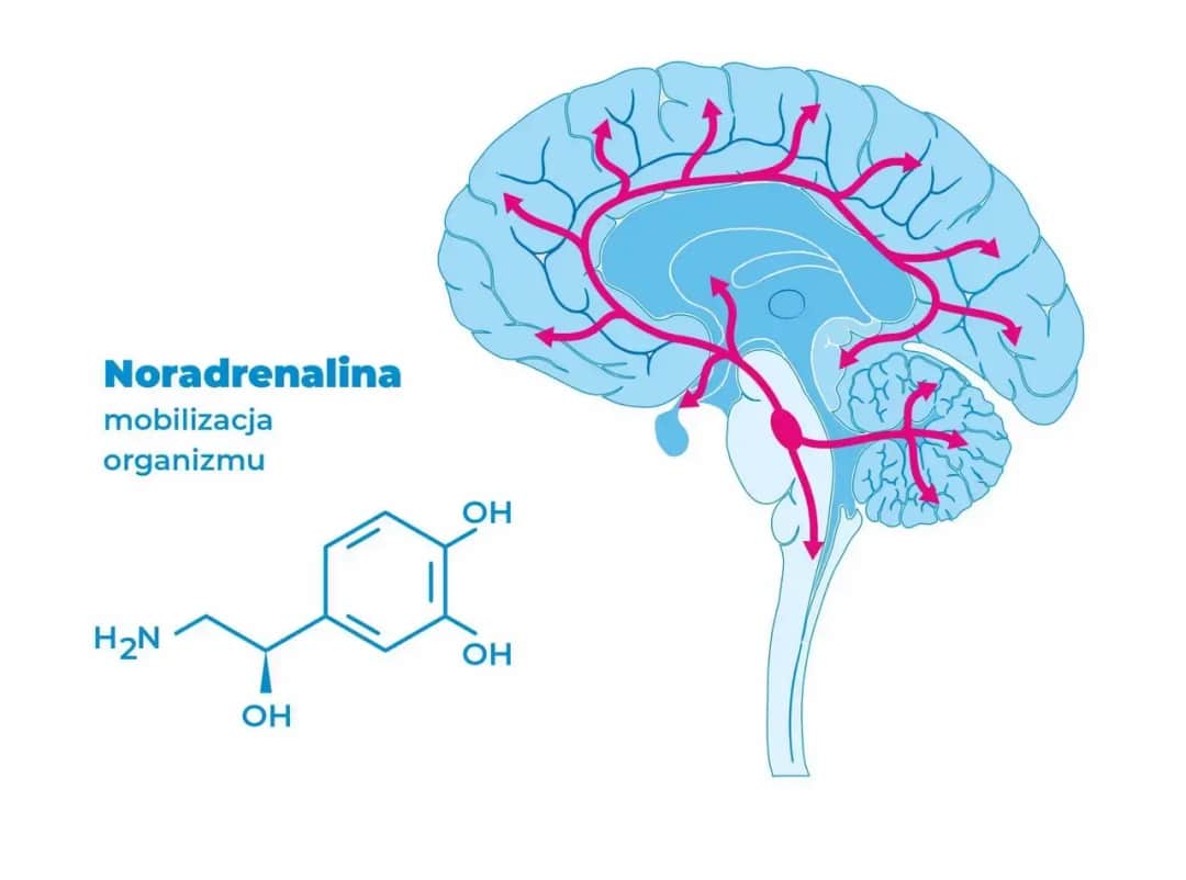 Niedobór noradrenaliny objawy: poznaj symptomy, które mogą zaskoczyć
