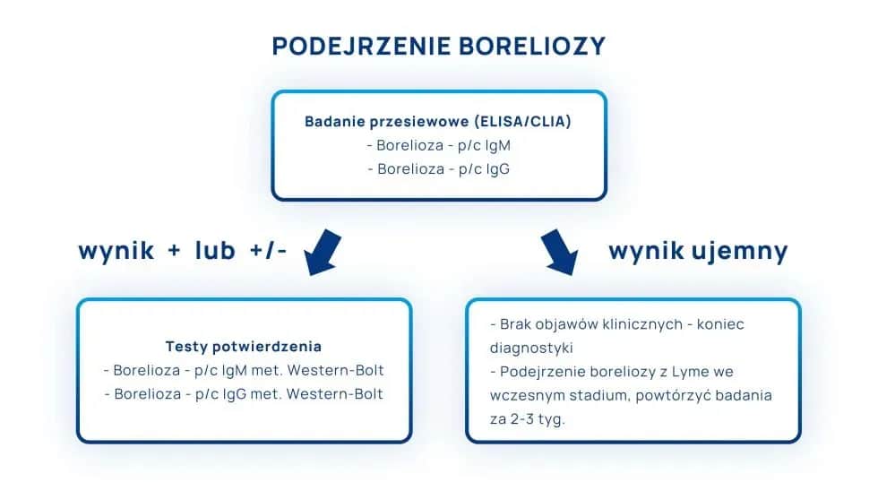 Jakie badania na boreliozę warto wykonać i kiedy należy je zrobić?