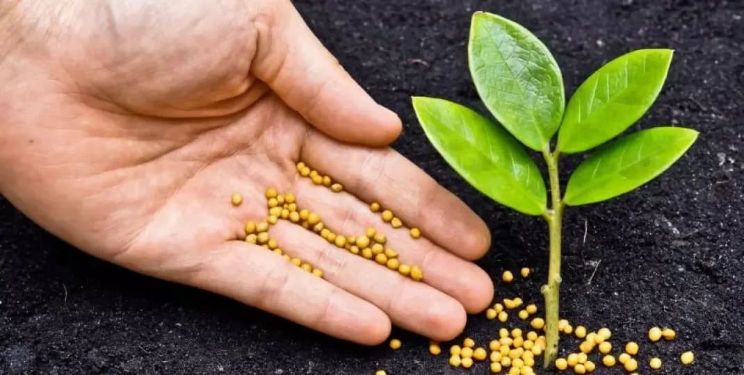 Objawy niedoboru fosforu u roślin – jak je rozpoznać i uniknąć problemów