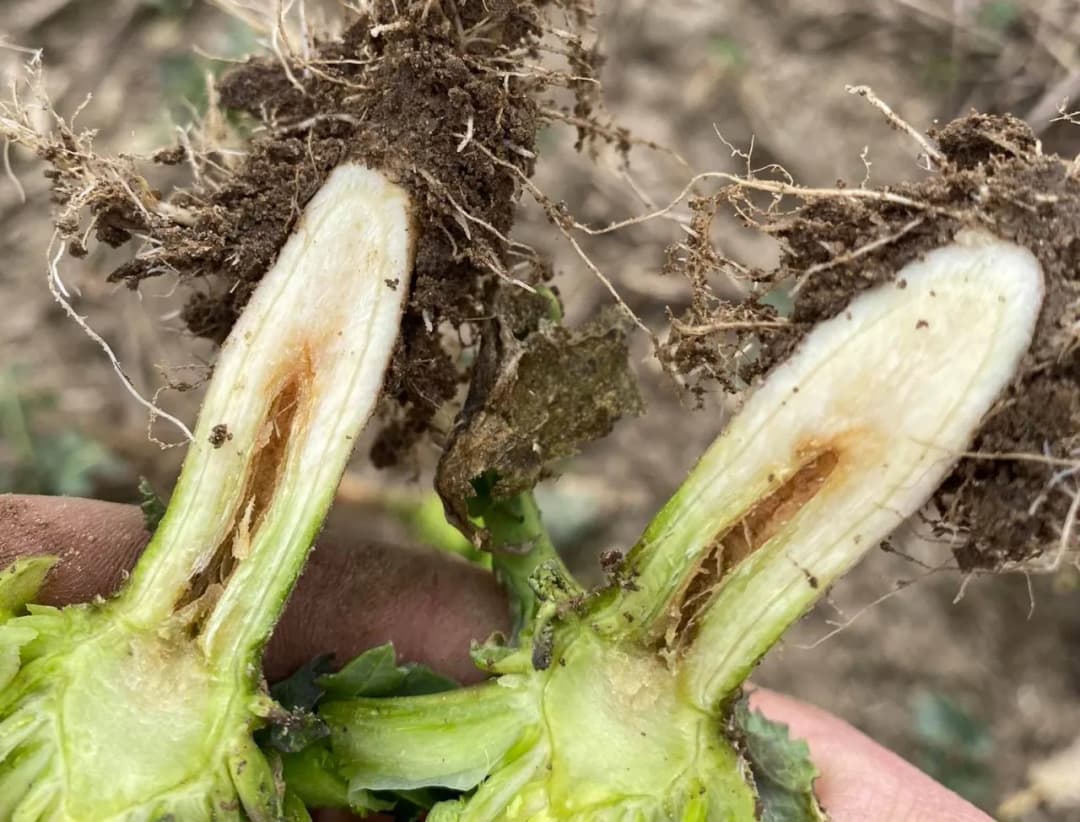 Niedobór boru objawy: jak rozpoznać groźne symptomy i ich skutki