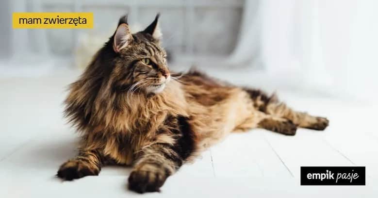 Czy Maine Coony uczulają? Odkryj prawdę o alergiach na koty