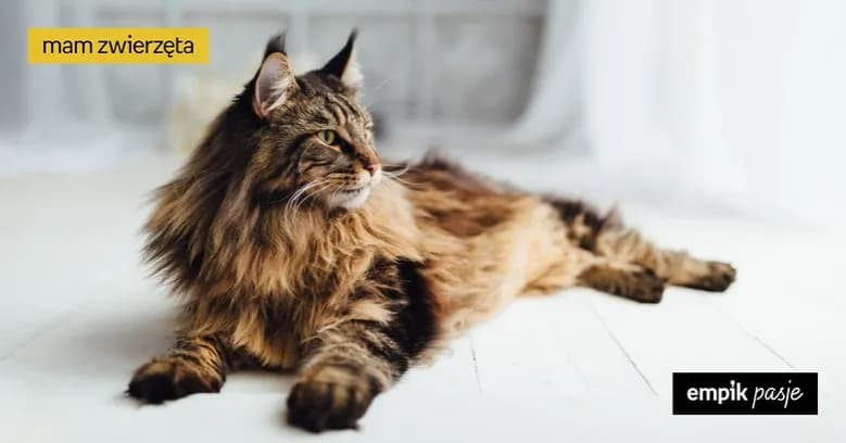 Czy Maine Coony uczulają? Odkryj prawdę o alergiach na koty