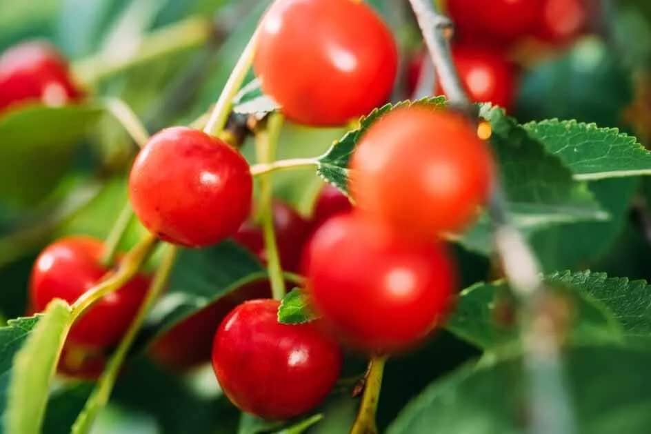 Czy czereśnie uczulają? Objawy i ryzyko alergii na owoce